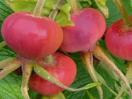 玫瑰果，黑根，Heép，隐藏，隐藏，玫瑰苹果