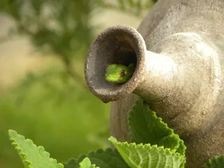 绿，鬣蜥，动物