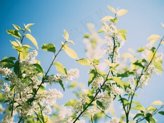 大自然，绿色，白色，花，夏天，春天