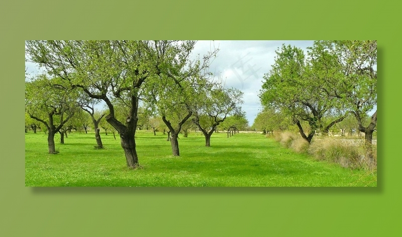 橄榄树，树木，自然，日志，作物，景观