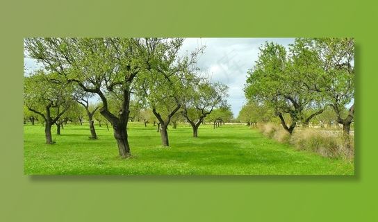 橄榄树，树木，自然，日志，作物，景观