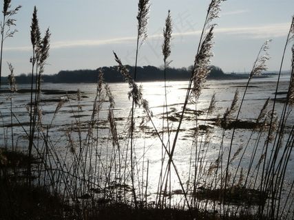 清晨，场面，水，坎克斯湾，早晨