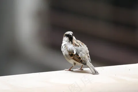 麻雀，鸟，自然，野生动物，鸟类矢量