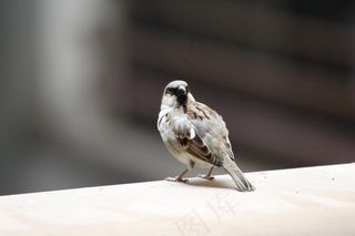 麻雀，鸟，自然，野生动物，鸟类矢量