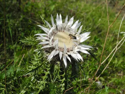 银蓟，花，开花，刺
