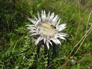 银蓟，花，开花，刺