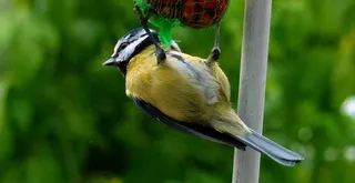 春天，羽毛，食品，鸟，喂养，迈森，性质