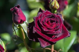 花，大自然，花瓣，罗莎