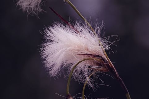 棉草，植物，蓬松，柔软，自然，米色，关闭