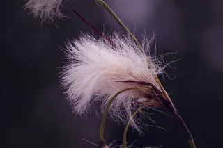 棉草，植物，蓬松，柔软，自然，米色，关闭