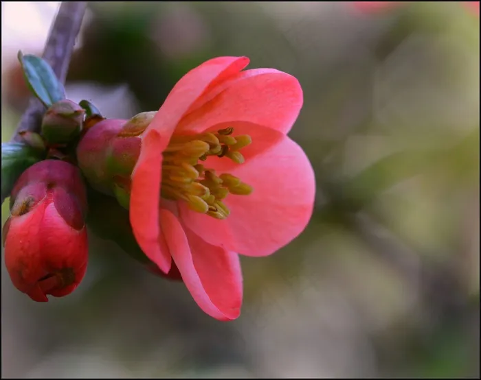日本木瓜，花，春天