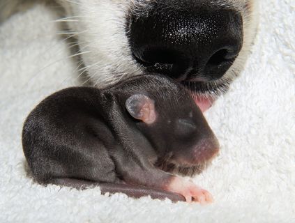 大鼠，幼鼠，婴儿，纳格，年轻的动物，狗，手表