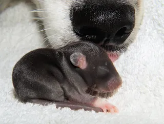 大鼠，幼鼠，婴儿，纳格，年轻的动物，狗，手表