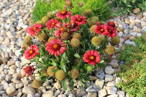 鲜花,红色花,园林植物,植物,开花 鲜花,红色花,园林植物,植物,开花