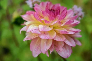 花，花的，开花，自然，春天，夏天，盛开