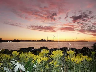 多伦多，湖泊，安大略，天际线，日出，植物