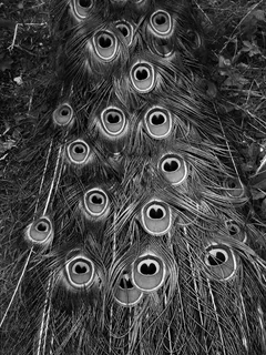 孔雀，鸟，动物，动物世界，泉，春天