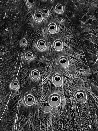 孔雀，鸟，动物，动物世界，泉，春天