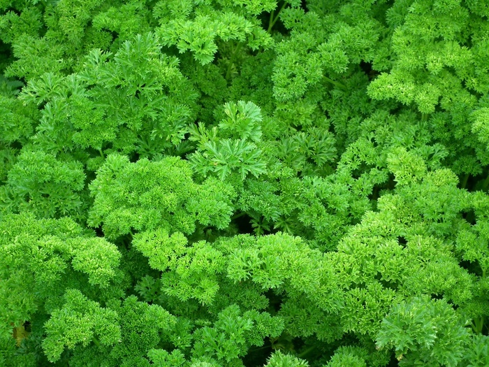 欧芹，调味料，绿党，沙拉，绿色，叶子，食品