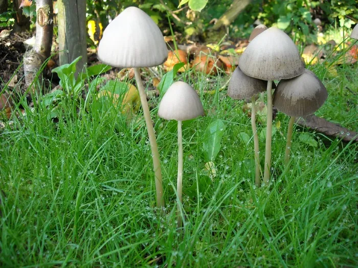 蘑菇，真菌，性质，绿色，秋季，森林，草