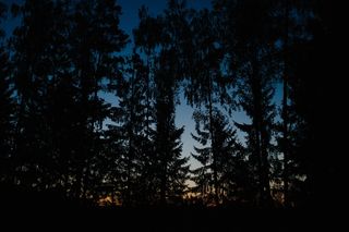 气候气象,树,美人松,云杉,阳光森林,在森林里的黎明