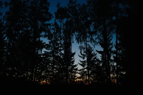 气候气象,树,美人松,云杉,阳光森林,在森林里的黎明 气候气象,树,美人松,云杉,阳光森林,在森林里的黎明