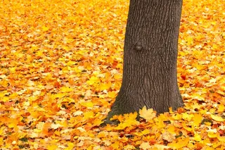 秋，明亮，秋天，森林，金，地面，叶