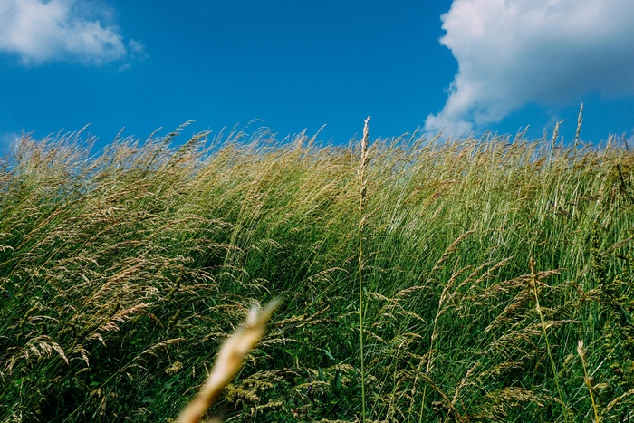 绿色，草，植物，场，性质，蓝色，天空，云团