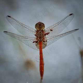蜻蜓，昆虫，Bug，动物，性质，翅膀，隔离