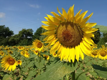 向日葵,场,夏天,花,鲜花,蓝蓝的天空 向日葵,场,夏天,花,鲜花,蓝蓝的天空