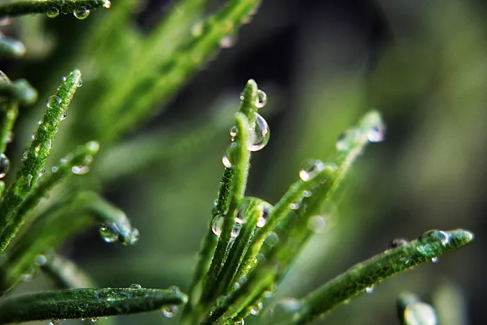水，滴，植物，湿，滴，水分