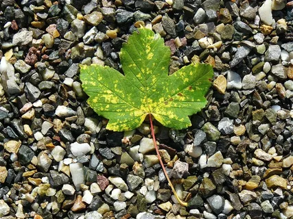 枫叶,枫,性质,石头,叶子,秋天的叶子 枫叶,枫,性质,石头,叶子,秋天的叶子
