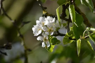 梨，开花，花，粉红色，梨，特写，芽