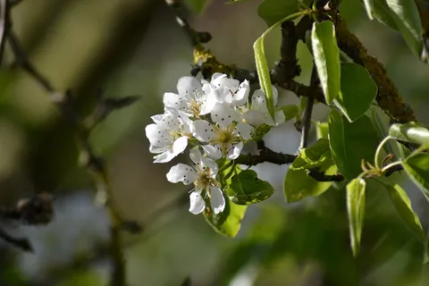 梨,开花,花,粉红色,梨,特写,芽 梨,开花,花,粉红色,梨,特写,芽