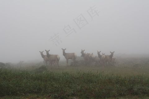 鹿，雷耶斯角，海滨，性质，海岸，雾，牛群