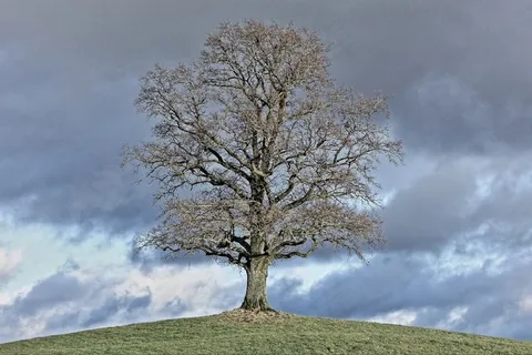 树，自然，风景，季节，云彩，云量