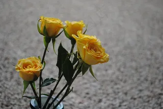 玫瑰，黄色，花，花的，自然，情人节，爱情