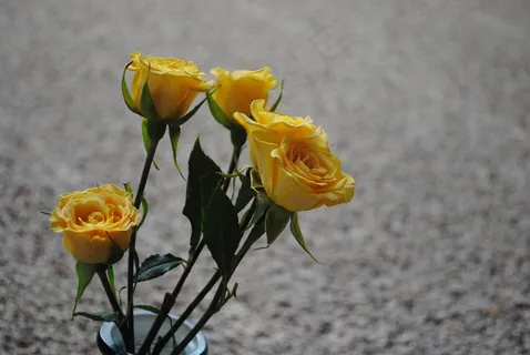 玫瑰,黄色,花,花的,自然,情人节,爱情 玫瑰,黄色,花,花的,自然,情人节,爱情