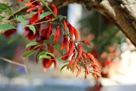 鲜花,春天,树,自然,花园 鲜花,春天,树,自然,花园