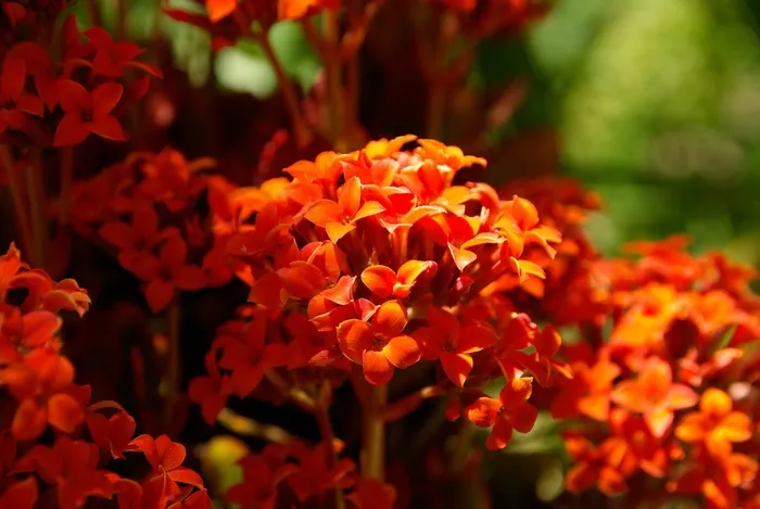 鲜花，红色，花园，花瓣