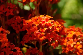 鲜花，红色，花园，花瓣