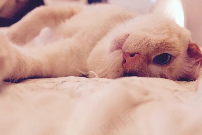 猫，可爱，白色，可爱的猫，动物，家养，小猫