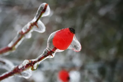 冻雨,玫瑰果,冬天,冰,冰镇 冻雨,玫瑰果,冬天,冰,冰镇