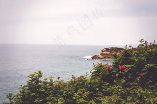 海洋,湖泊,树,山峦,大果柏木,海景观自然海洋