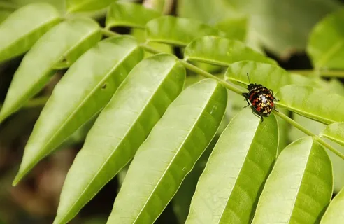 瓢虫,森林,昆虫 瓢虫,森林,昆虫