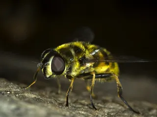 食蚜蝇，飞，昆虫，Bug，宏，性质，野生动物