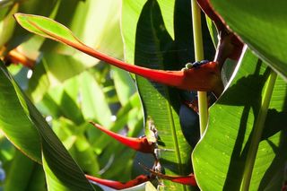Heliconia Latispatha，植物，巨大，叶子，绿色
