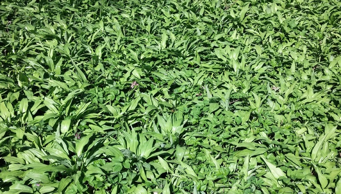 熊的大蒜，蔬菜，美味佳肴，春天，Chiemgau