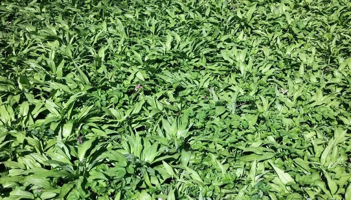 熊的大蒜，蔬菜，美味佳肴，春天，Chiemgau