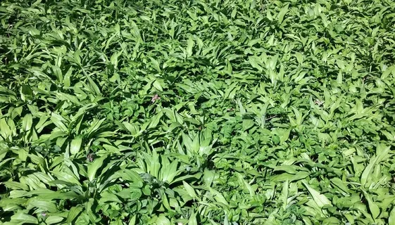 熊的大蒜,蔬菜,美味佳肴,春天,Chiemgau 熊的大蒜,蔬菜,美味佳肴,春天,Chiemgau